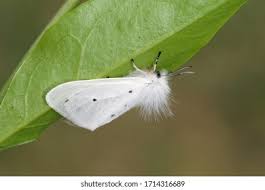 Attēlu rezultāti vaicājumam “Diaphora mendica female”