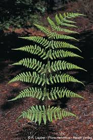 Attēlu rezultāti vaicājumam “Dryopteris dilatata”