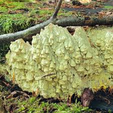 Attēlu rezultāti vaicājumam “Antrodia xantha”