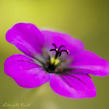 Image result for Storchschnäbel