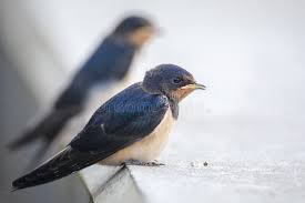 Attēlu rezultāti vaicājumam “Hirundo rustica juvenile”