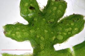 Attēlu rezultāti vaicājumam “Aneura pinguis”