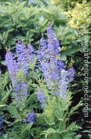 Attēlu rezultāti vaicājumam “Galega orientalis leaf”