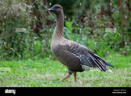 Attēlu rezultāti vaicājumam “Anser brachyrhynchus”