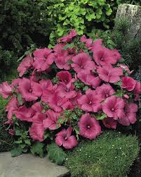 Image result for Lavatera trimestris