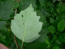 Attēlu rezultāti vaicājumam “Crataegus x macrocarpa leaf”
