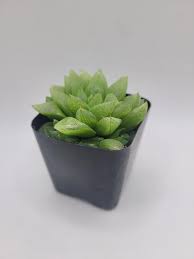 Image result for Haworthia