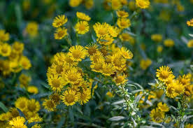 Attēlu rezultāti vaicājumam “Inula britannica flower”