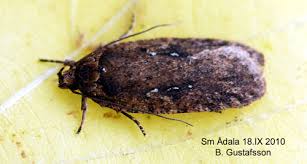 Attēlu rezultāti vaicājumam “Agonopterix ciliella”