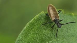 Attēlu rezultāti vaicājumam “Pyrochroidae imago”
