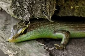 Risultati immagini per dasia smaragdina