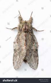 Attēlu rezultāti vaicājumam “Peridea anceps”