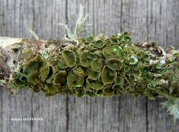 Attēlu rezultāti vaicājumam “Melanohalea olivacea”