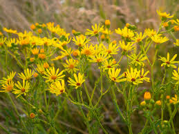Attēlu rezultāti vaicājumam “Arnica montana”