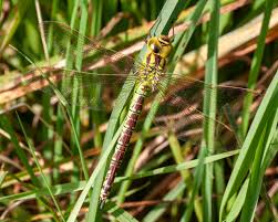 Attēlu rezultāti vaicājumam “Aeshna viridis”
