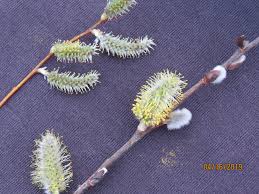 Attēlu rezultāti vaicājumam “Salix myrsinifolia female flower”