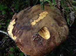 Attēlu rezultāti vaicājumam “Scardia boletella exuvia”