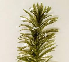 Attēlu rezultāti vaicājumam “Hydrilla verticillata”