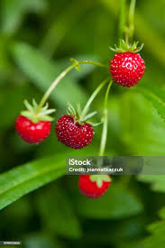 Attēlu rezultāti vaicājumam “Fragaria vesca fruit”