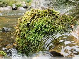 Attēlu rezultāti vaicājumam “Brachythecium rivulare”