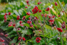 Image result for Geum rivale