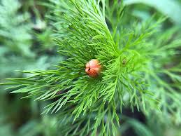 Image result for Adonis aestivalis