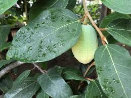 Attēlu rezultāti vaicājumam “Cannabis sativa fruit”