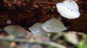 Attēlu rezultāti vaicājumam “Pseudohydnum gelatinosum”