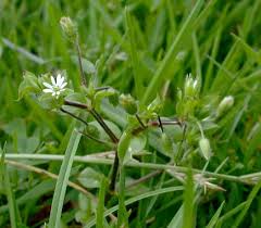 Attēlu rezultāti vaicājumam “Stellaria uliginosa”