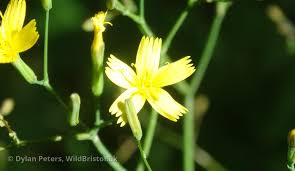 Attēlu rezultāti vaicājumam “Mycelis muralis”