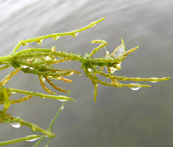 Attēlu rezultāti vaicājumam “Chara rudis”