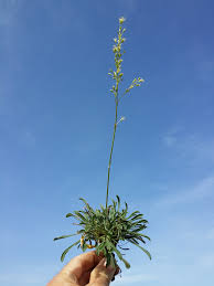 Attēlu rezultāti vaicājumam “Silene otites”