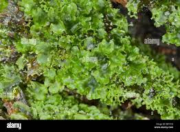 Attēlu rezultāti vaicājumam “Pellia endiviifolia”