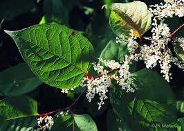 Attēlu rezultāti vaicājumam “Reynoutria japonica flower”