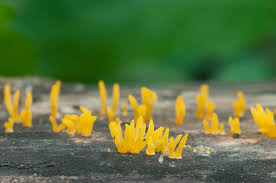 Attēlu rezultāti vaicājumam “Calocera cornea”