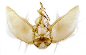 Attēlu rezultāti vaicājumam “Eupithecia subumbrata”