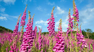 Image result for Digitalis purpurea