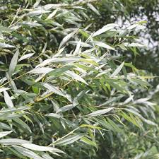 Attēlu rezultāti vaicājumam “Salix alba var. alba”