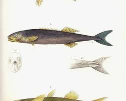 Image result for Chelon saliens