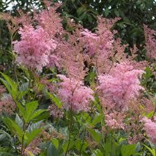 Attēlu rezultāti vaicājumam “Zygaena filipendulae exuvia”