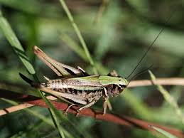 Attēlu rezultāti vaicājumam “Metrioptera brachyptera”