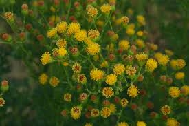 Attēlu rezultāti vaicājumam “Jacobaea vulgaris”