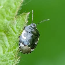 Attēlu rezultāti vaicājumam “Tritomegas bicolor nymph”