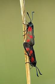 Attēlu rezultāti vaicājumam “Zygaena lonicerae”