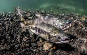 Image result for Oncorhynchus keta
