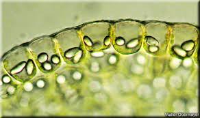 Attēlu rezultāti vaicājumam “Nardia scalaris cells”