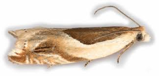 Attēlu rezultāti vaicājumam “Ancylis apicella”