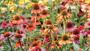 Attēlu rezultāti vaicājumam “Echinacea purpurea flower”