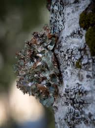 Attēlu rezultāti vaicājumam “Platismatia glauca”