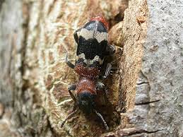 Attēlu rezultāti vaicājumam “Thanasimus formicarius”